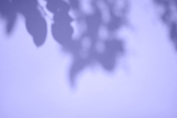 树叶的阴影树在紫色的背景。图片下载