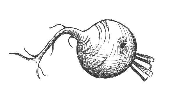 甜菜根插图绘制与黑色眼线，孤立的白色背景。贴纸，菜单图像，包装，设计元素图片下载