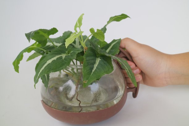 小绿色室内盆栽茶壶照片图片下载