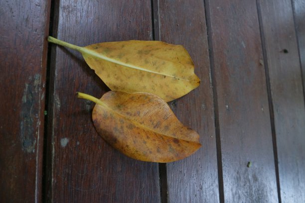 黄色的红树林树叶在木板上的照片图片下载
