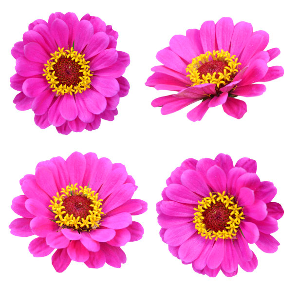 盛开的zinnia花图片下载