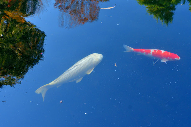 秋叶色彩在池塘中的倒影与彩色鲤鱼图片下载