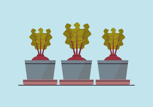 盆栽甜菜根或萝卜种植图片下载