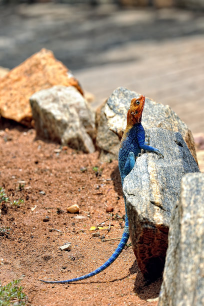 一幅野外蜥蜴的图片图片下载
