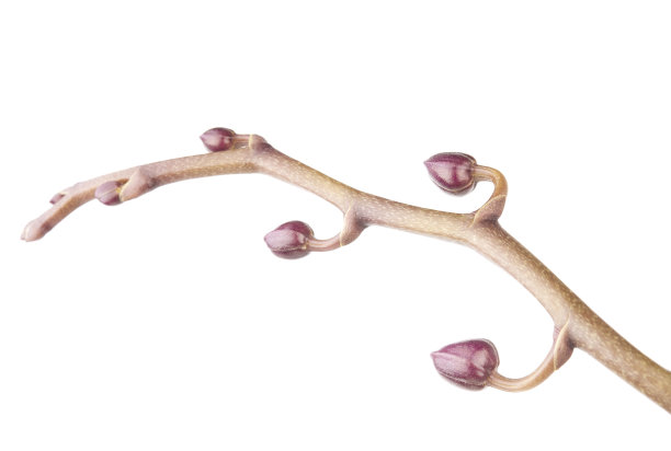 兰花芽图片下载