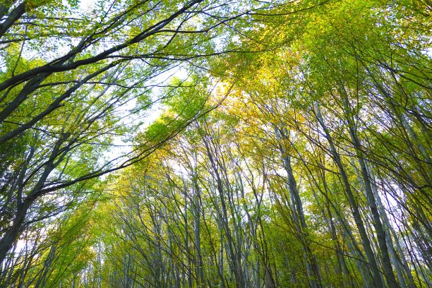 美丽的大自然在雾蒙蒙的春天森林的早晨与阳光图片下载