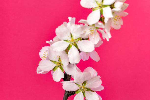 黑色背景下的杏花盛开，春天甜扁桃的绽放图片下载