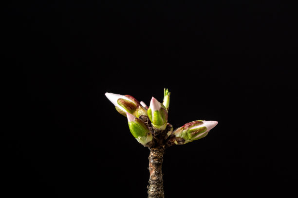 黑色背景下的杏花盛开，春天甜扁桃的绽放图片下载