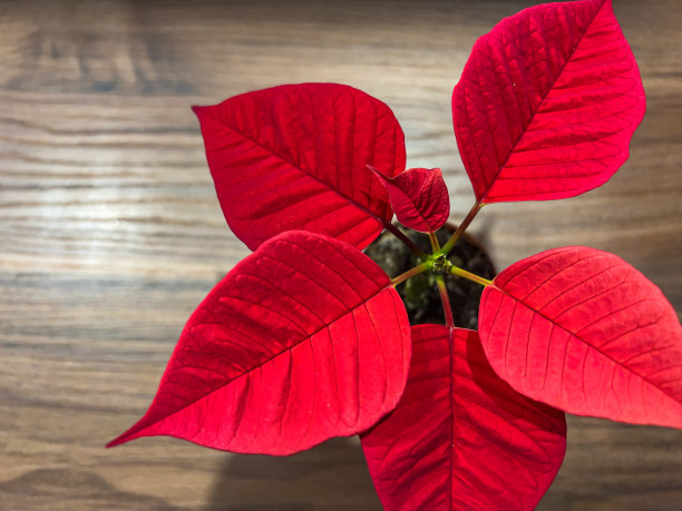 木桌上有一株漂亮的红植物。图片下载