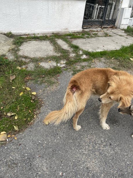 狗受伤图片下载