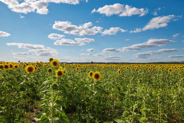 多云的向日葵田图片下载