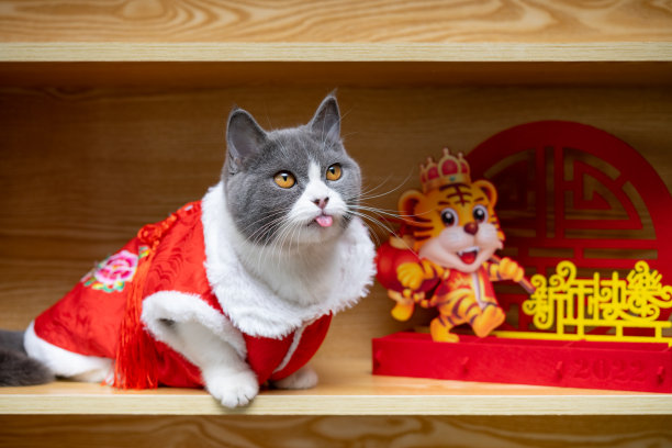 一个可爱的猫与传统的中国新年服装和一个老虎吉祥物附近的中国意味着新年快乐没有标志没有商标图片下载