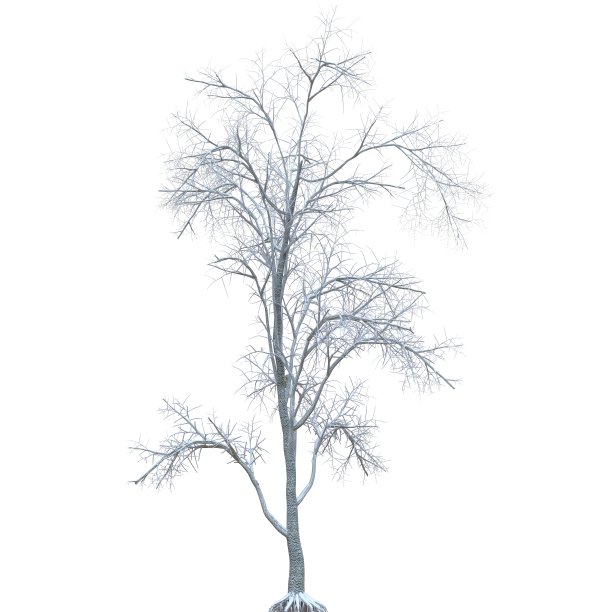 冬天的树在雪孤立的白色背景3d插图图片下载