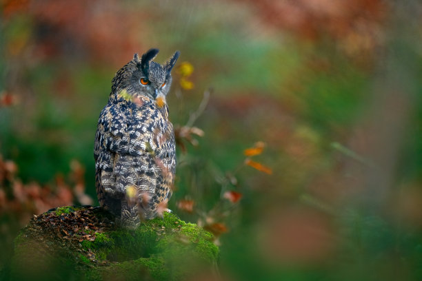 秋天的野生动物。欧亚鹰猫头鹰，Bubo Bubo，坐在树桩上，野生动物照片在森林里与橙色秋天的颜色，德国。22、林中鸟，野生动物自然。图片下载