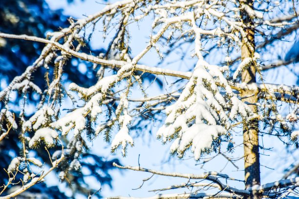 云杉树枝与雪的背景图片下载