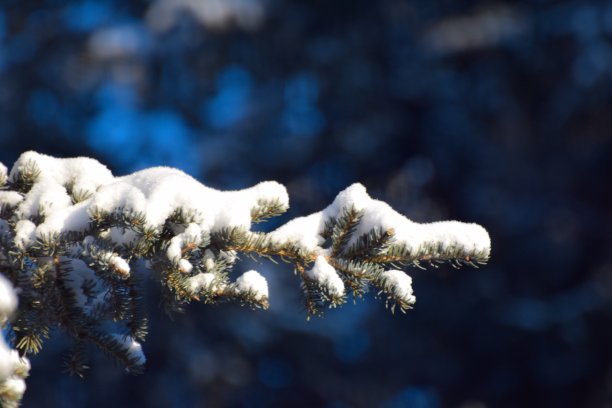 云杉树枝与雪的背景图片下载