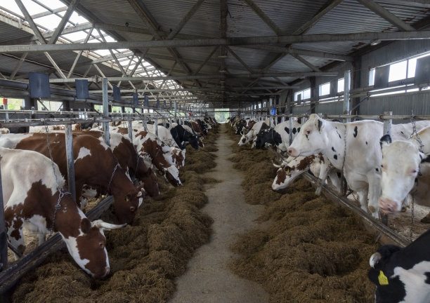 农场里的奶牛。农牧业的概念。图片下载
