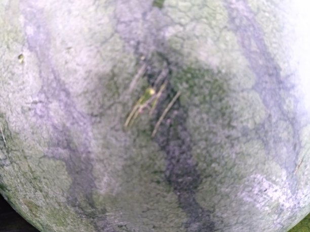 绿色西瓜的主题图片下载