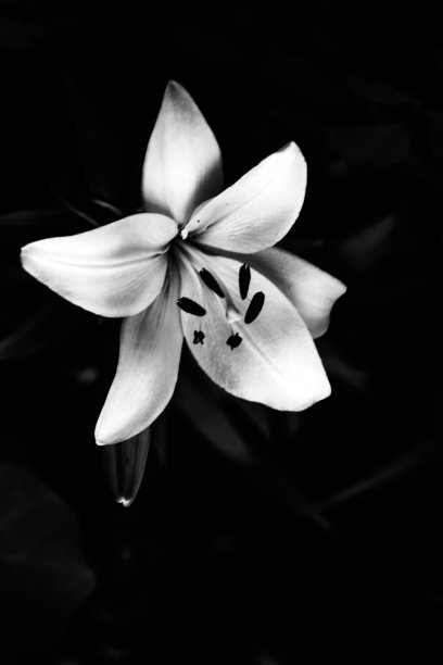 抽象的百合黑白背景，图像与噪声对比图片下载