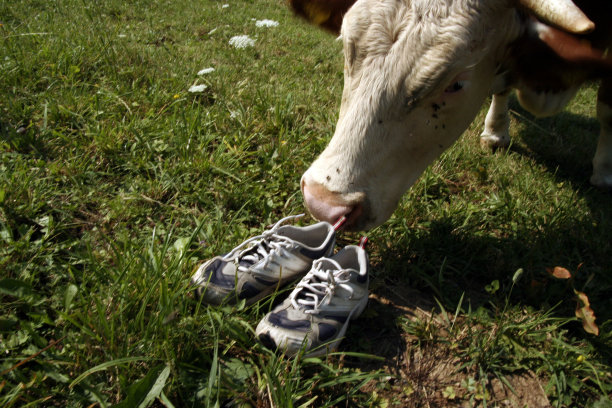 跑步和慢跑用的鞋子图片下载