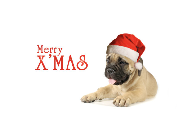 圣诞狗狗牌图片下载