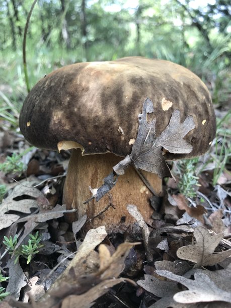 站立牛肝菌图片下载