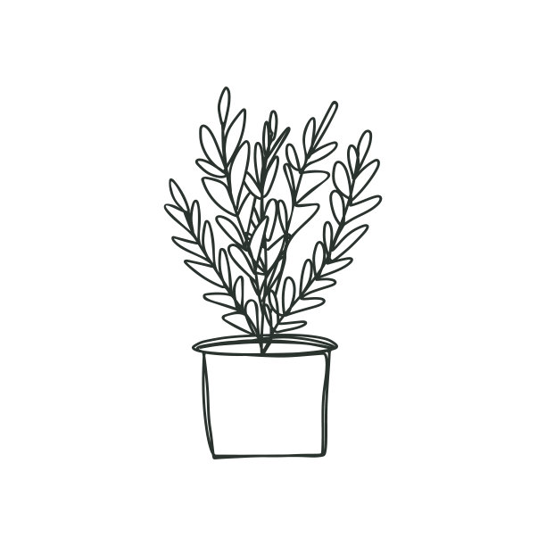 素描或涂鸦风格手绘的迷迭香室内植物，家庭花园，盆栽桑给巴尔宝石植物图标，贴纸，标签。向量孤立的插图。图片下载