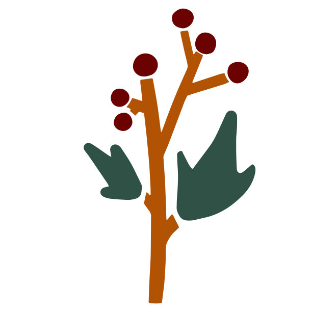 冬青的形象冬青枝与红色的浆果和绿色的叶子图片下载