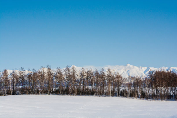 雪山和冬天的树林在冬天的一个阳光明媚的日子图片下载