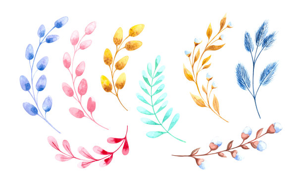 水彩集干花细枝，柳枝，细枝带叶和芽，金枝图片下载