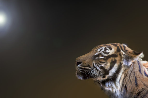 老虎的侧面轮廓特写图片下载