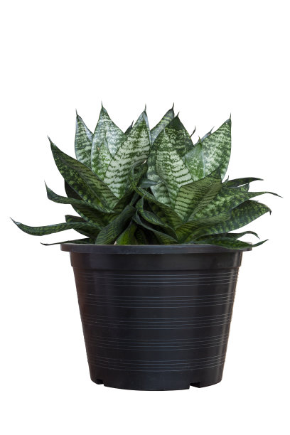 紫菜、弓弦大麻、魔鬼舌、婆婆舌或蛇草，黑色塑料花盆，白色背景，包括修剪路径。图片下载