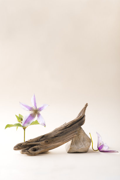 自然平衡的组成与自然的不对称和平橄榄木和花的平面设计，桃色柔和的颜色。斯蒂勒本，平衡，零浪费，大地色调，米色背景图片下载