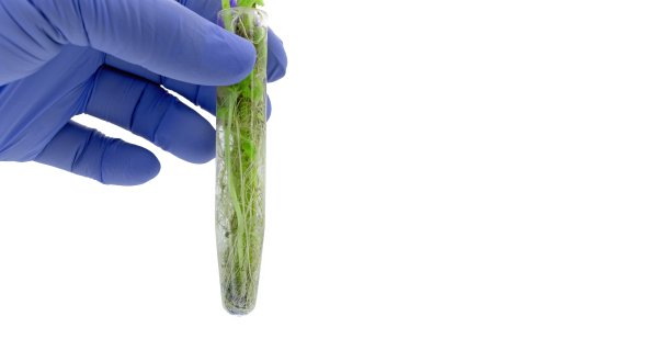 在试管中水培植物的方法图片下载