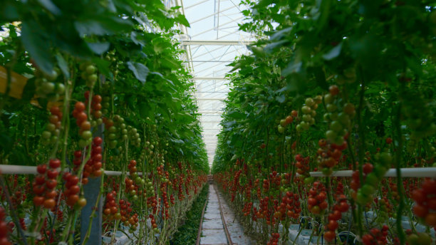 番茄植株栽培过程中提出了大绿阳光种植概念图片下载