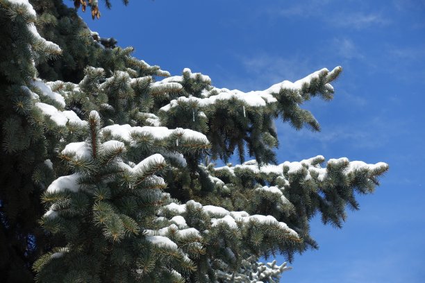 天空和云杉的树枝与雪和冰柱在二月图片下载