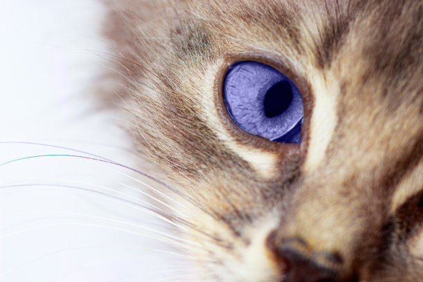 小猫的样子，猫的眼睛在2022年流行的颜色非常接近图片下载