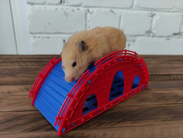 在黑色木制背景上的幻灯片上的仓鼠图片下载