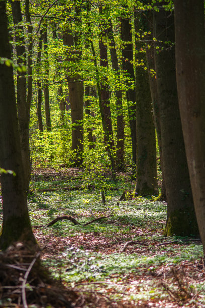 夏天一片翠绿的森林景色。图片下载