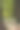 夏天一片翠绿的森林景色。图片下载
