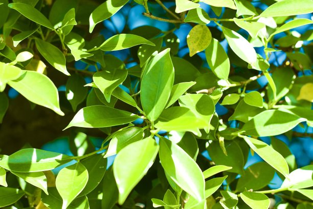 绿色的树叶在明亮的自然阳光下，在周末照片模糊的bokeh蓝色背景下的室内屋顶下的自然绿色和夏天的概念工作或使用项目图片下载