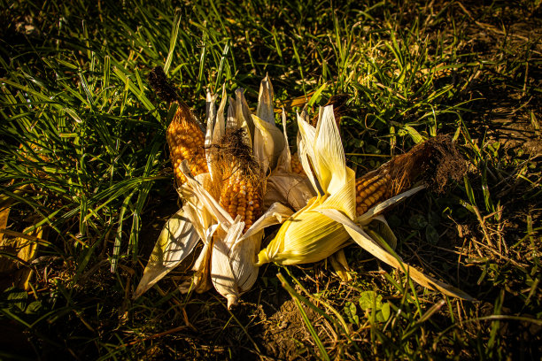 玉米棒子图片下载