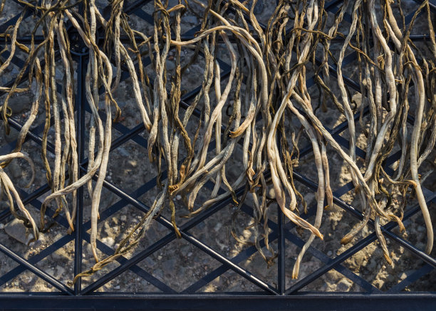 青豆干图片下载