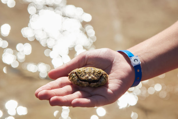 一个普通的盒蟹的微距镜头图片下载