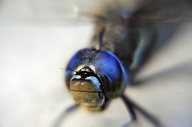 蜻蜓的脸和眼睛图片下载