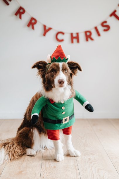 可爱的棕色边境牧羊犬装扮成精灵图片下载