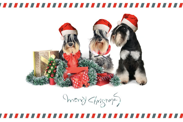 圣诞狗牌图片下载