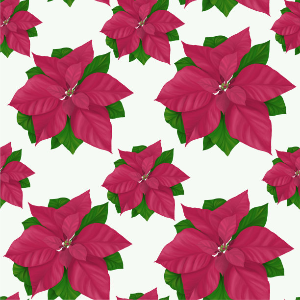 无缝图案的红一品红图片下载