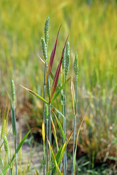 大麦黄矮病(BYD)是由大麦黄矮病毒(BYDV)引起的一种植物病害，是谷物中分布最广泛的病毒性病害。症状-小麦上有红叶。图片下载