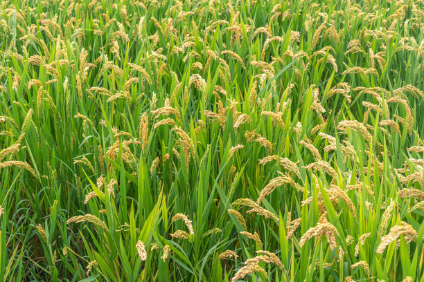 大米特写图片下载